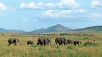   Kenyasafari - Amboseli, Nakuru, Masai Mara - 6 dagar