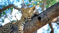 Safari i Krügerparken, Sydafrika - 3 dagar